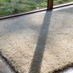 Brink & Campman Rug, Ray Cocoon 158601